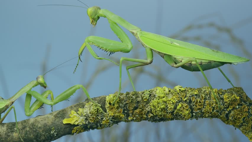 Sexual cannibalism, large female Transcaucasian tree praying mantis (Hierodula transcaucasica) attacks and eats the male after mating on tree branch covered with lichen. Slow motion, camera zooming