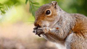Squirrel eating peanuts, video with beautiful blurry bokeh (background).