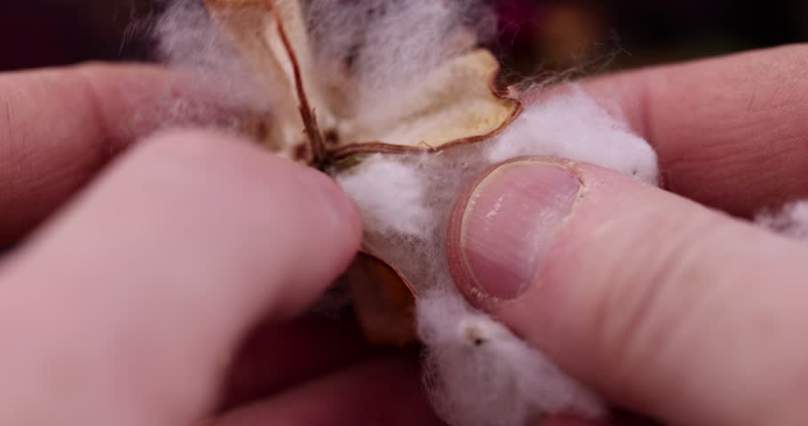 old dirty cotton flower with crumbs of dried roses and flowers, white authentic cotton close-up with other dry flowers
