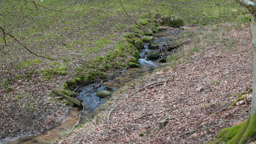 Natural river in the woods with meadow and riverbank, view from the distance, tree branches in front, Erbach, Germany