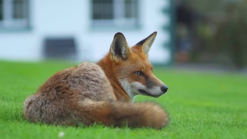 Fox sitting and looking back to camera