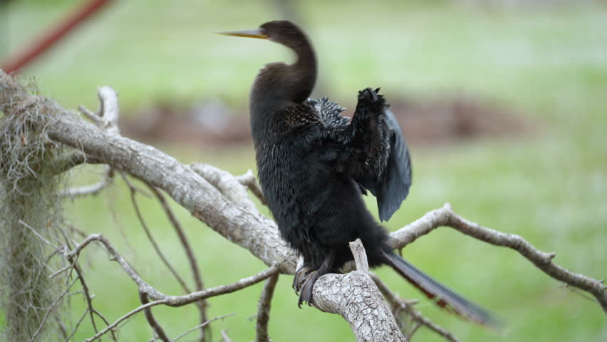 A big anhinga bird resting on tree branch in Florida wetlands