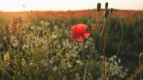 Poppies field sunset. Bright scarlet flowers in the orange sunset light. Warm atmospheric summer landscape. Natural background for design, wallpaper, paintings. Wild wildflowers in the setting sun