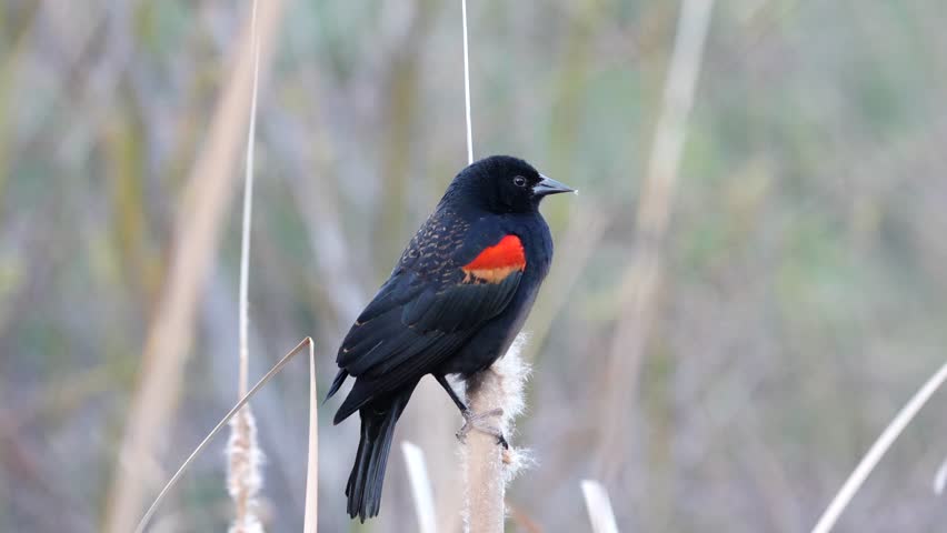 A male redwing blackbird perched and singing in the reeds. 