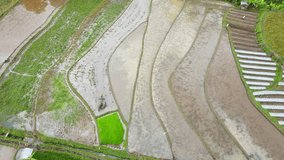 Aerial view of rice field with traditional farmer is ploughing the soil using buffaloes to prepare for cultivation. Farmer is working on the rice field - Bird eye drone shot