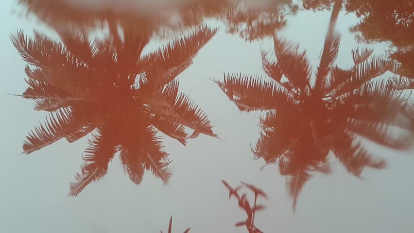Reflection of two coconut trees and raining white sky background on the wet red floor surface with rainwater. Heavy rainfall and windy weather in the rainy monsoon season climate of India, Kerala.