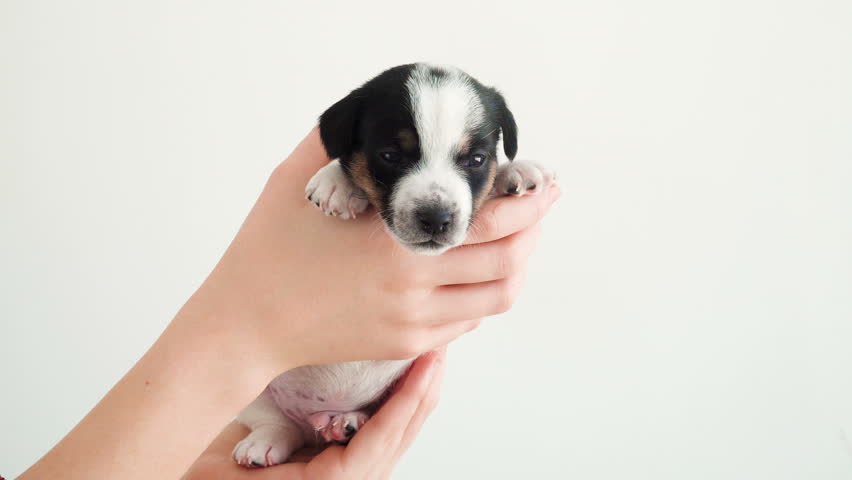 Puppy sleeping in the owners hands Royalty-Free Stock Footage #1102303535