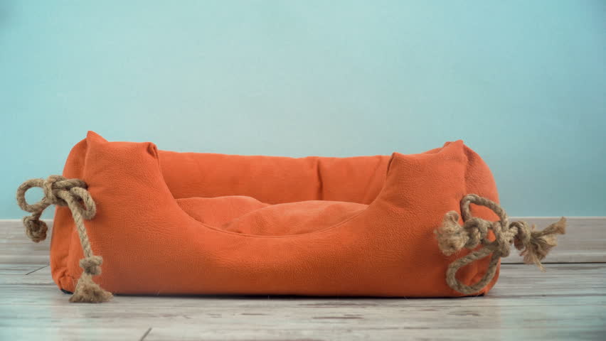 Cute puppy jump in a couch Royalty-Free Stock Footage #1102303547