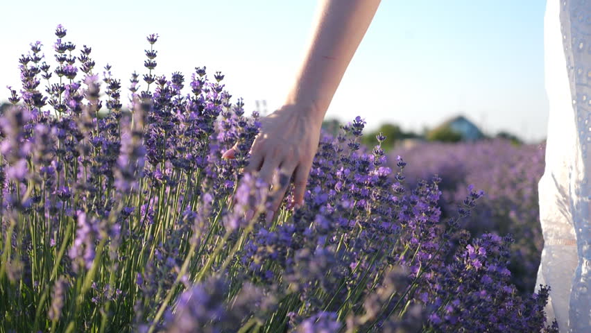 Female hand tenderly touching tops of purple flowers. Woman moving her arm above blooming lavender. Girl walking through floral meadow. Nature background. Summer or relaxation concept. Slow motion Royalty-Free Stock Footage #1102305261