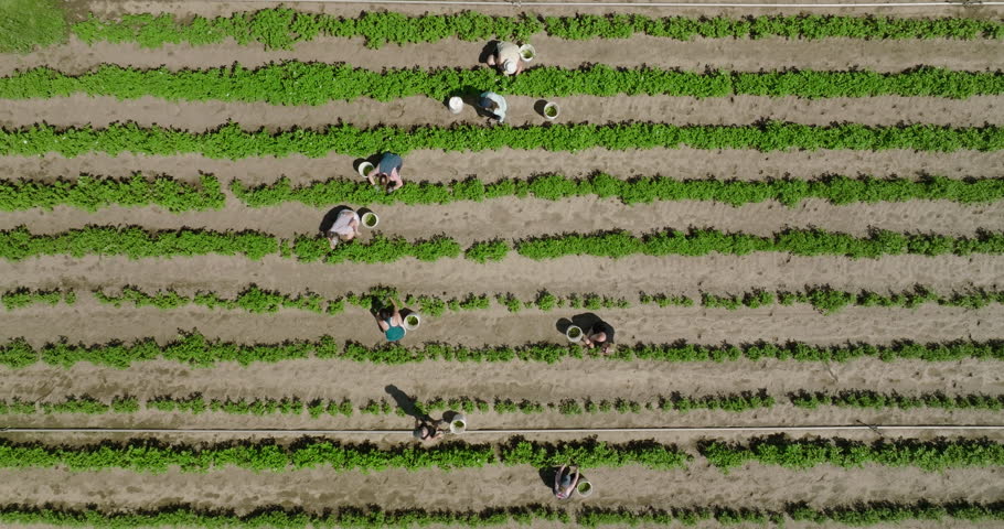 Aerial: Drone Top Downward Shot Of Female Farmers Harvesting In Farm On Sunny Day - Bend, Oregon
