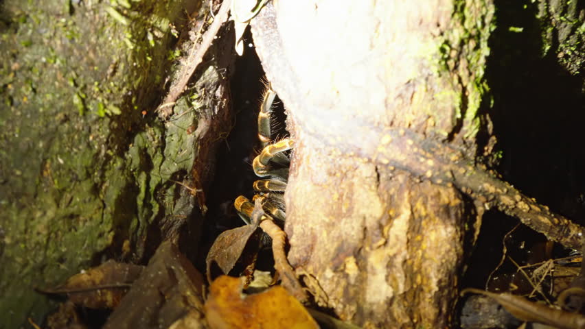 Large spider in its hiding place in tree trunk. Thick hairy legs. Watching animals in wildlife, Costa Rica