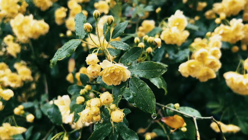 Banksia rose with water drops in a rainy day.