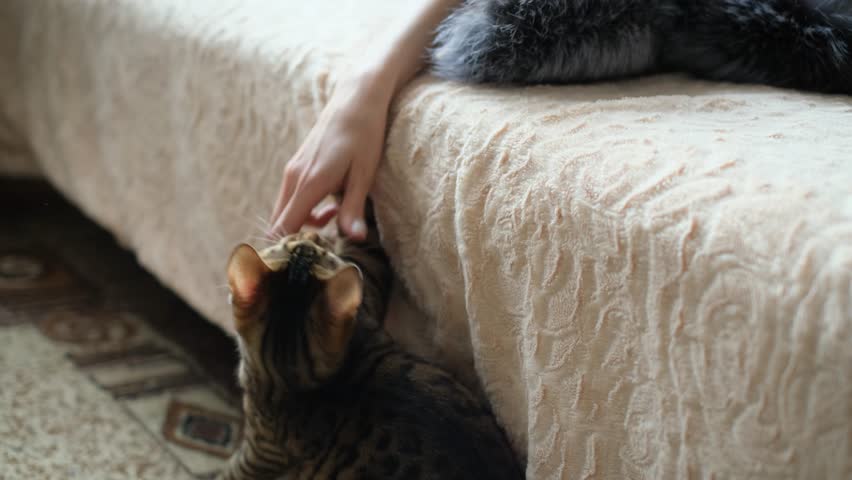 Lively bengal cat playing with fur collar at home, close-up