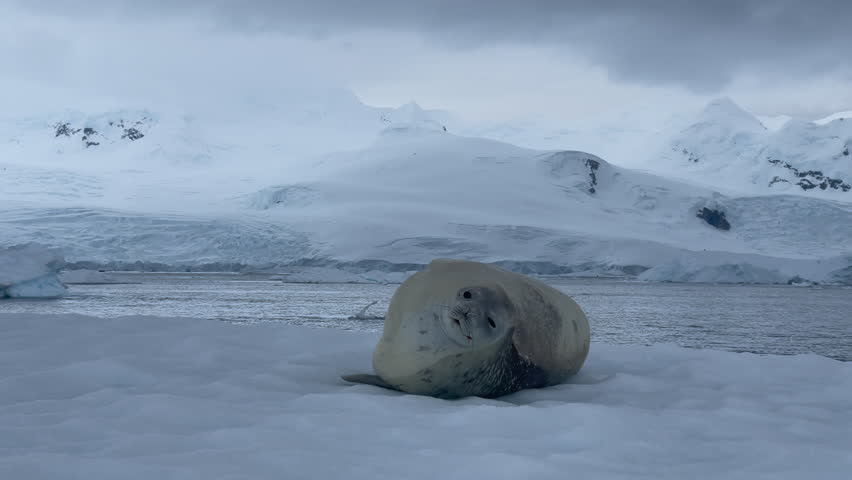 Weddell Seal on the iceberg in Antarctica Royalty-Free Stock Footage #1102321469