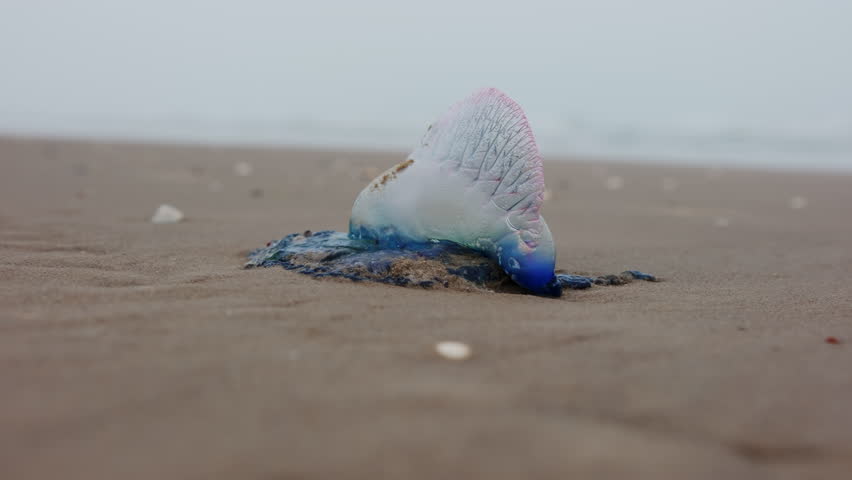 Close up footage of Atlantic Portuguese Man o