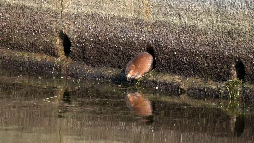 Muskrat (Ondatra zibethicus) eats on the embankment of the river. City embankment with sewer pipes. Slow motion (120 fps)