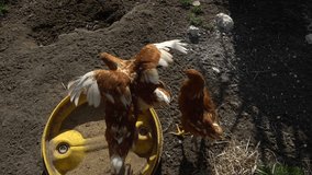 Footage of free range chickens feeding on a farm