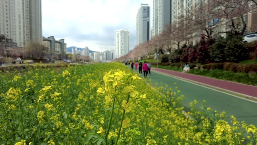 Yuchae Canola Flower Blooming in Oncheoncheon Stream, Busan, South Korea, Asia.