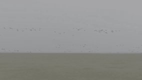 Flock of geese in flying, Branta ruficollis. Flight with wild birds, with sound. Beautiful birds during the migration. Wildlife birdwatching. Slow motion 120 fps video, ProRes, 10 bit ungraded D-LOG