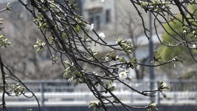 Cherry blossoms Sakura flowering fixed shooting camera, Japan Tokyo