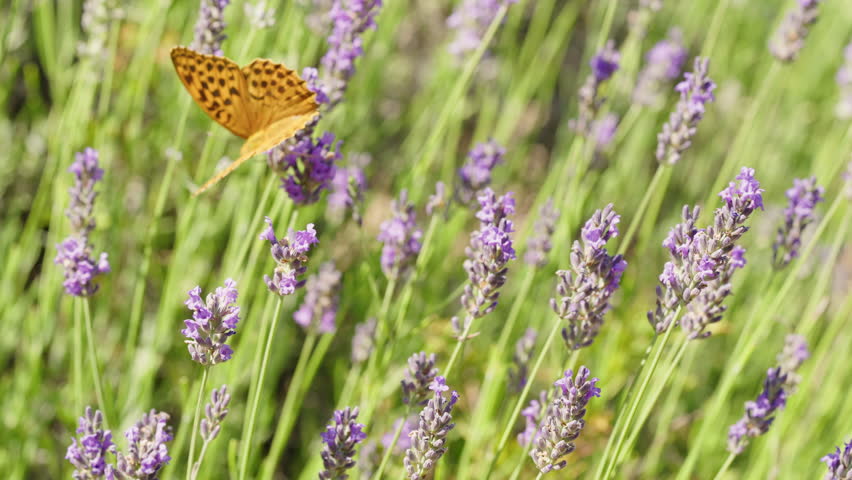 A Butterfly (Silver-washed fritillary) sits on a purple lavender flower on a flower meadow