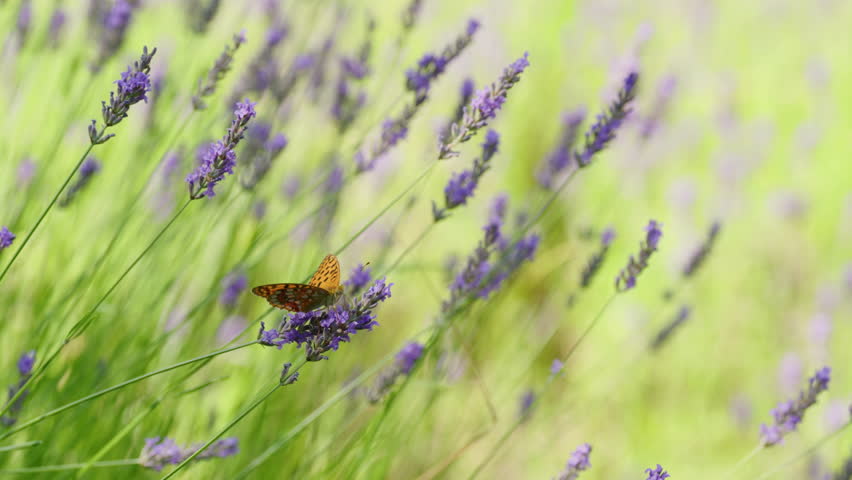 A butterfly (silver-washed fritillary) sucks nectar from a lavender flower
