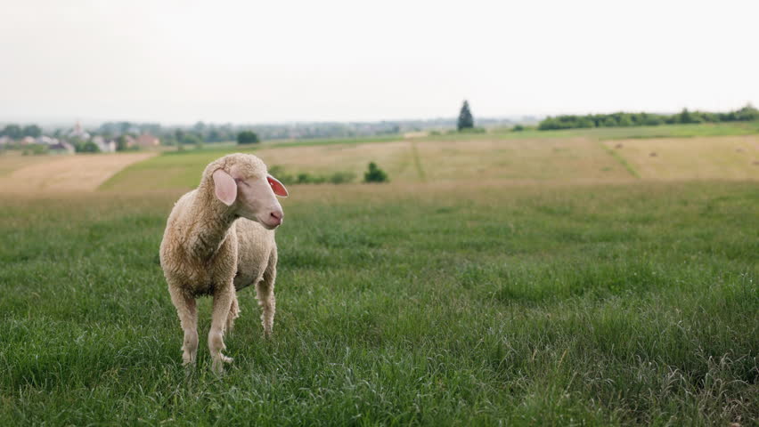 Alone sheep lamb graze and walk on grass field.. Summer evening at the farm. The animal is standing in the field and shaking its head trying to shoo away insects.
