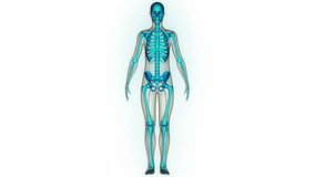 Human Skeleton System Bone Joints Anatomy Animation Concept. 3D