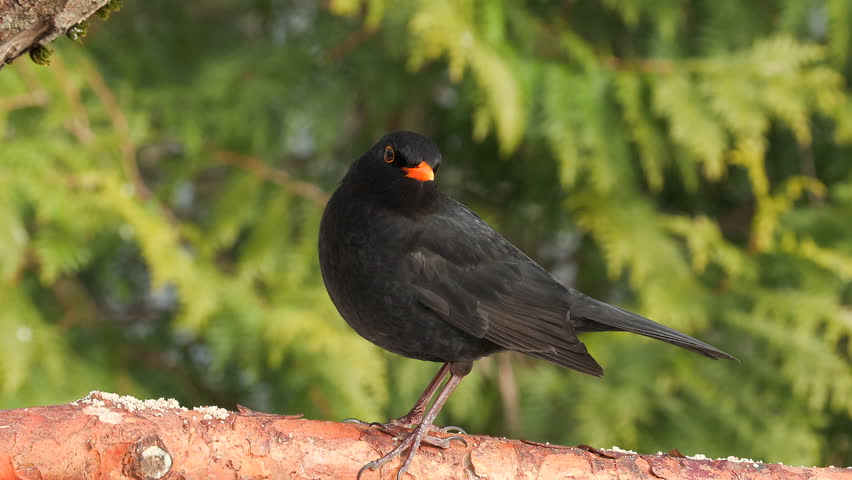 blackbird male animal perched on ground side view raise head Turdus merula natural world norway