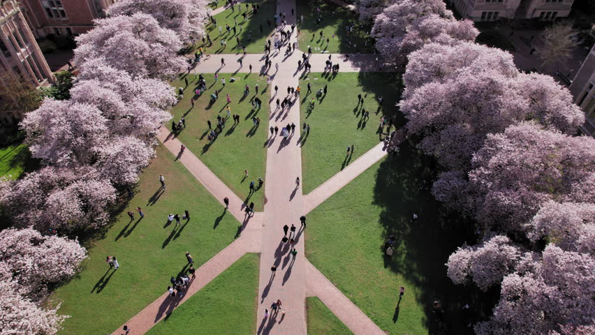University of Washington Cherry Blossoms with Seattle Aerial View. Overhead Aerial of UW Quad with Pink Spring Flowers Revealing City Skyline in the Background Royalty-Free Stock Footage #1102359601