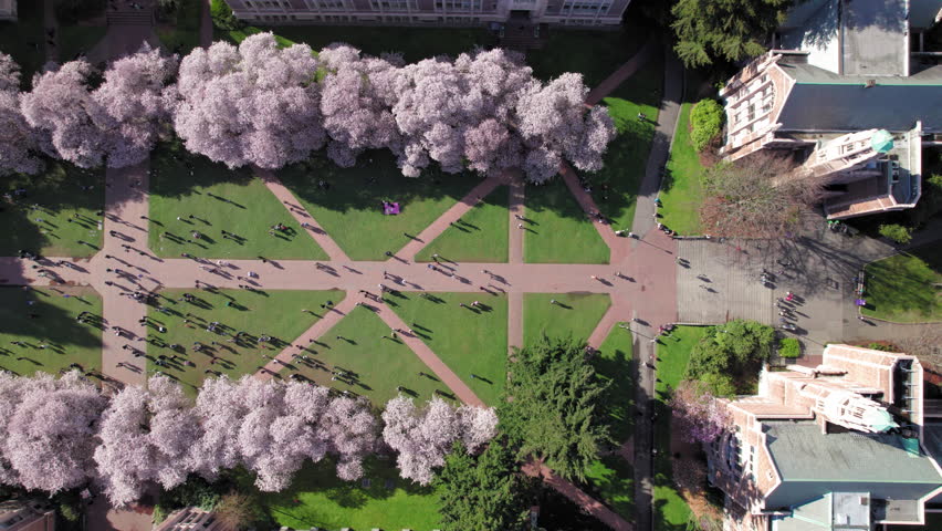 Sideways Top View of Cherry Blossoms on UW Campus