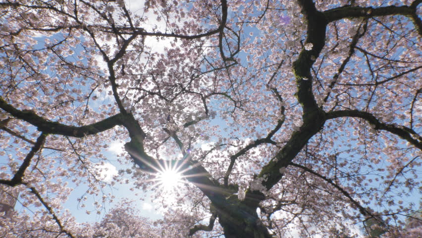 Looking Up at Cherry Blossom Tree Background