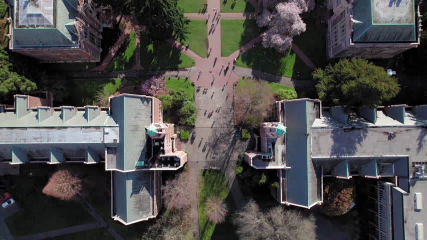 Drone Top View of UW Quad with Cherry Blossoms in Bloom