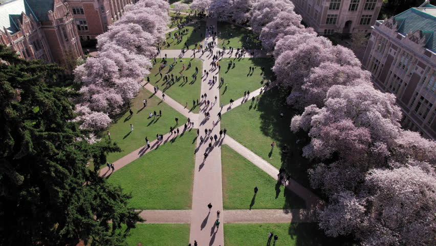 Drone Floating Over Cherry Blossoms and Students in College Campus Quad
