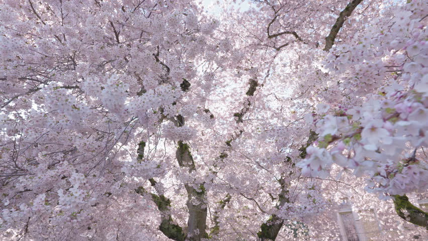 Breathtaking View Under Flowers on Japanese Cherry Blossom Tree Royalty-Free Stock Footage #1102360191