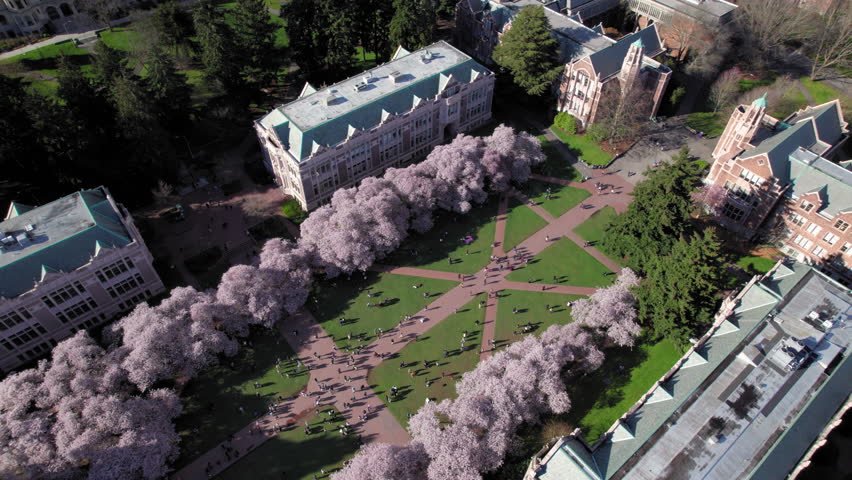 Birds Eye View of Cherry Blossoms in UW Quad