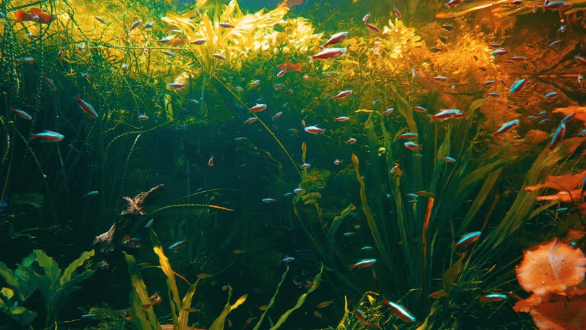 Fish in the aquarium, emperor cichlid, altolamprologus, saum, dempsey, frontosa | Shutterstock HD Video #1102364805