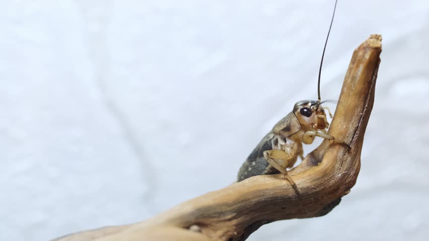 Cricket close-up. Insect pests eating crops, locusts. Asian food, raising crickets for protein consumption.
