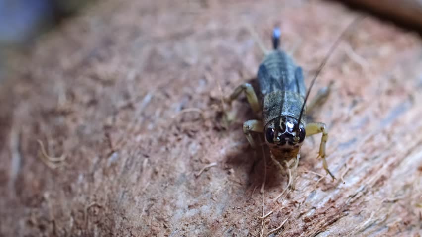 Cricket close-up. Insect pests eating crops, locusts. Asian food, raising crickets for protein consumption.