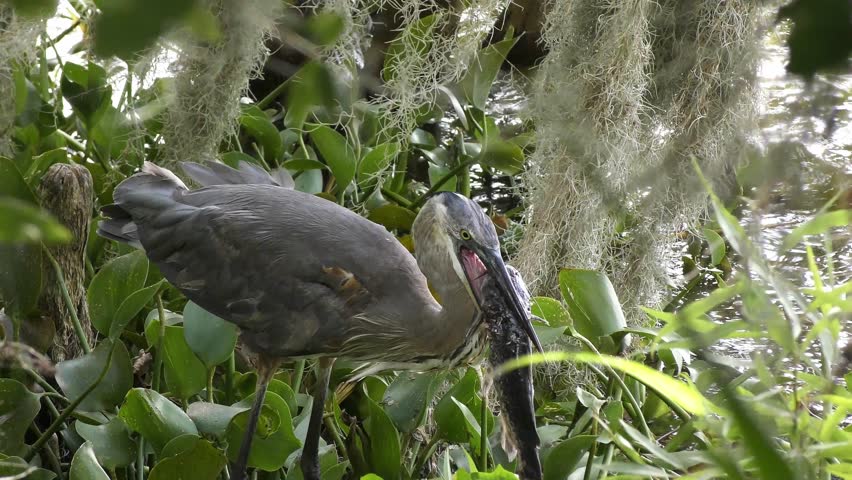 Great Blue Heron with a Large Fish in its Beak