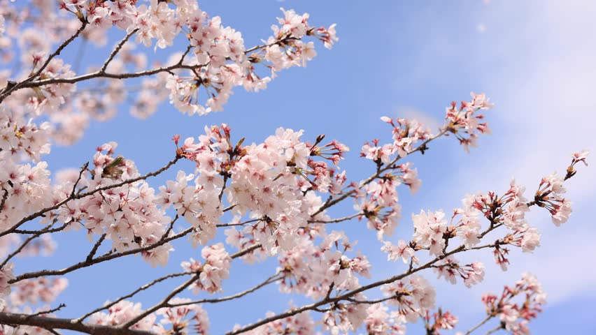 Blue sky and cherry blossom, or known as sakura, snowstorm in spring in Kyoto, Japan. Royalty-Free Stock Footage #1102369409