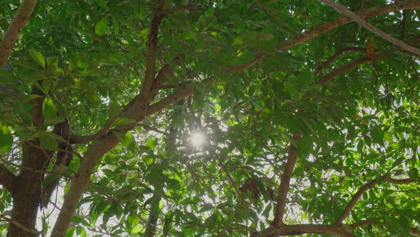 Sun shines through branches leaves autumn trees. Looking up green trees sunbeam daytime. Rich green leaf tree waving wind. POV walking through tops trees.