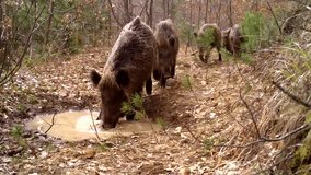 Wild boars in the wild taking a mud bath