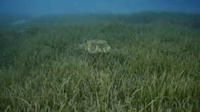 Close-up of Broadbarred Toadfish or White-spotted puffer (Arothron hispidus) swims over seagrass bed among Round Leaf Sea Grass or Noodle seagrass (Syringodium isoetifolium) in evening, Slow motion