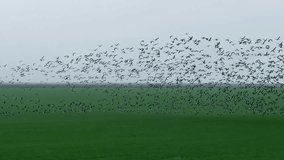 Flock of geese in flying over farm fields. Flight with wild birds, with sound. Beautiful birds during the migration. Wildlife birdwatching. Slow motion 200 fps video, ProRes 10 bit
