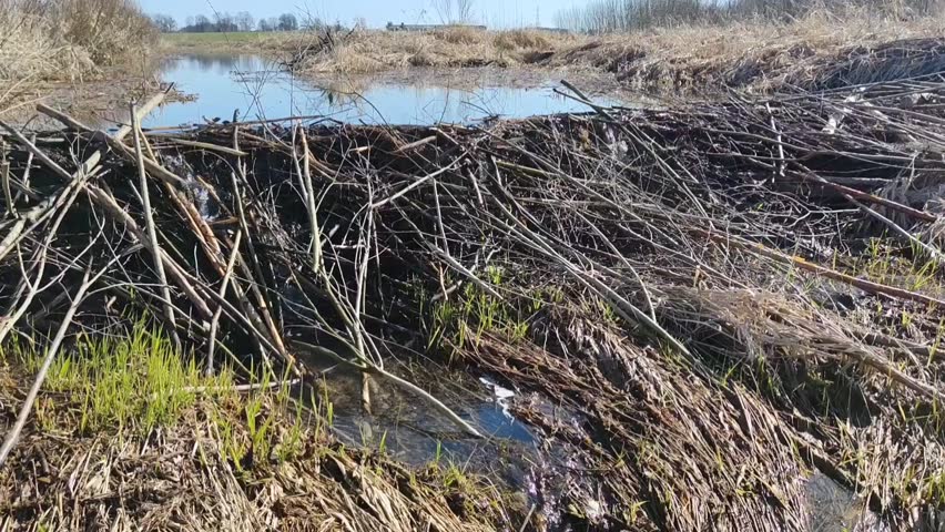 Beaver dam in the spring