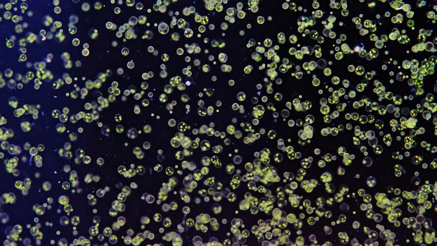 Relaxing macro footage of a dense microalgae colony swimming quietly. Living organic asmr 4k recording Royalty-Free Stock Footage #1102382777