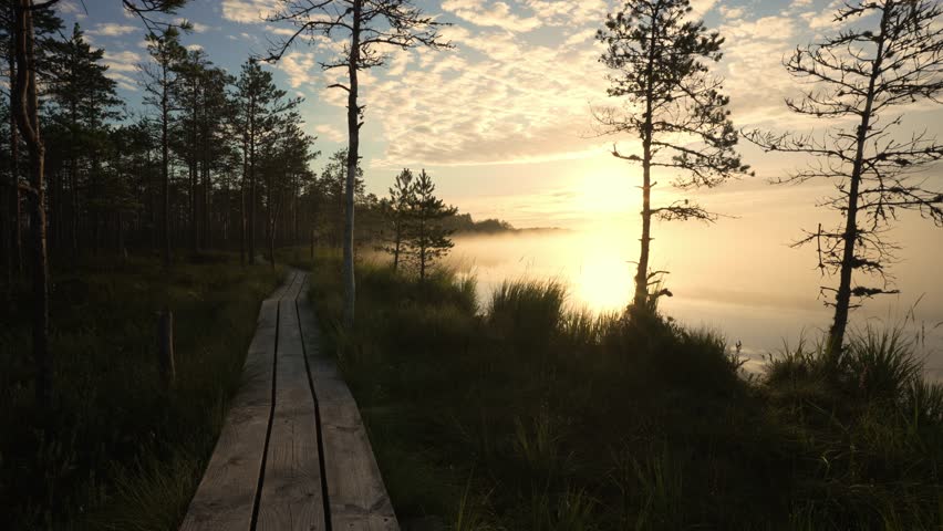 Stunning Sunrise In The Foggy Bog In Summer