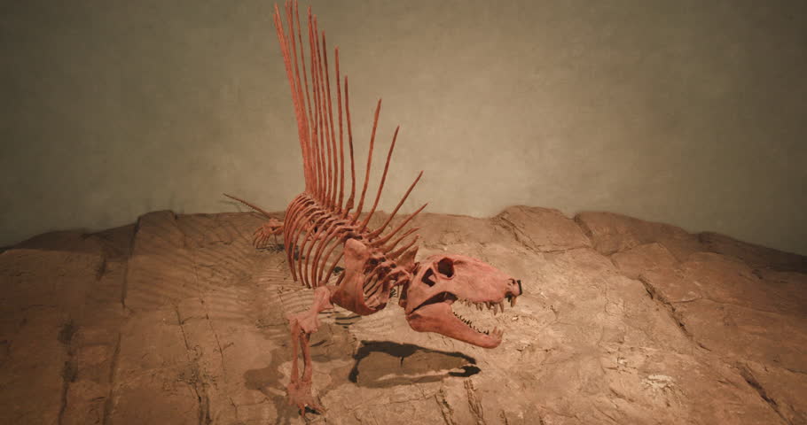 Dimetrodon Fossil. Shot on a Canon R5C