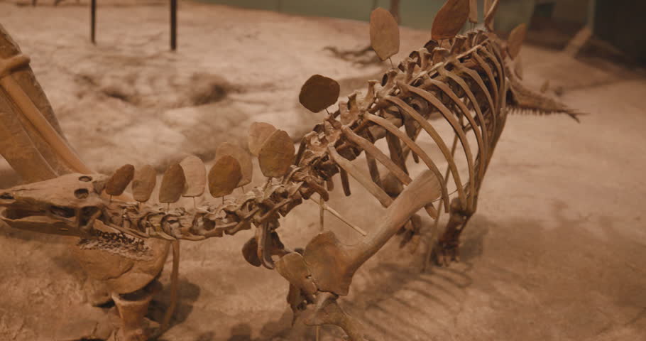 This is a video of a Stegosaurus fossil. shot on a canon r5c